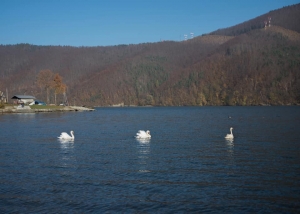 Swan Lake