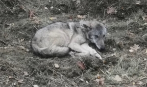 Nasz podopieczny już na wolności!