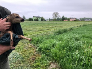 Przed koszeniem sprawdź co w trawie piszczy!!!