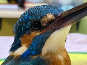 Common kingfisher