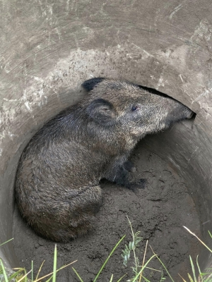 Dzień wagi ciężkiej!